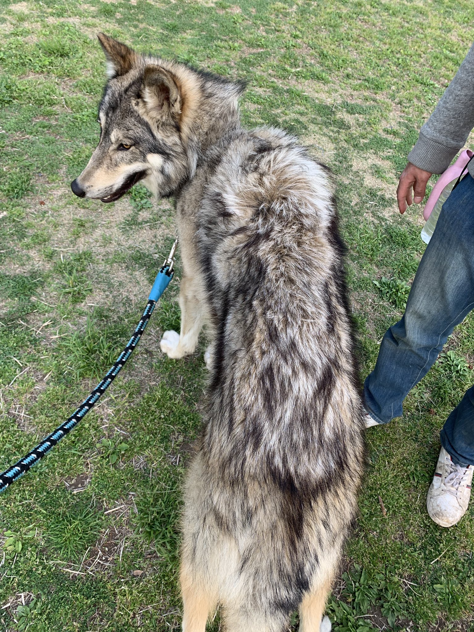 ローズウルフ Rosewolf ブーリは海外ではハイコンテンツと呼ばれるウルフドッグ オオカミ犬 です 小型犬との共存は難しく 人には超シャイ 飼育には沢山の時間を費やす必要があるので 全ての休日を一緒に過ごせて毎日の朝夕散歩が出来る人に向いてる犬