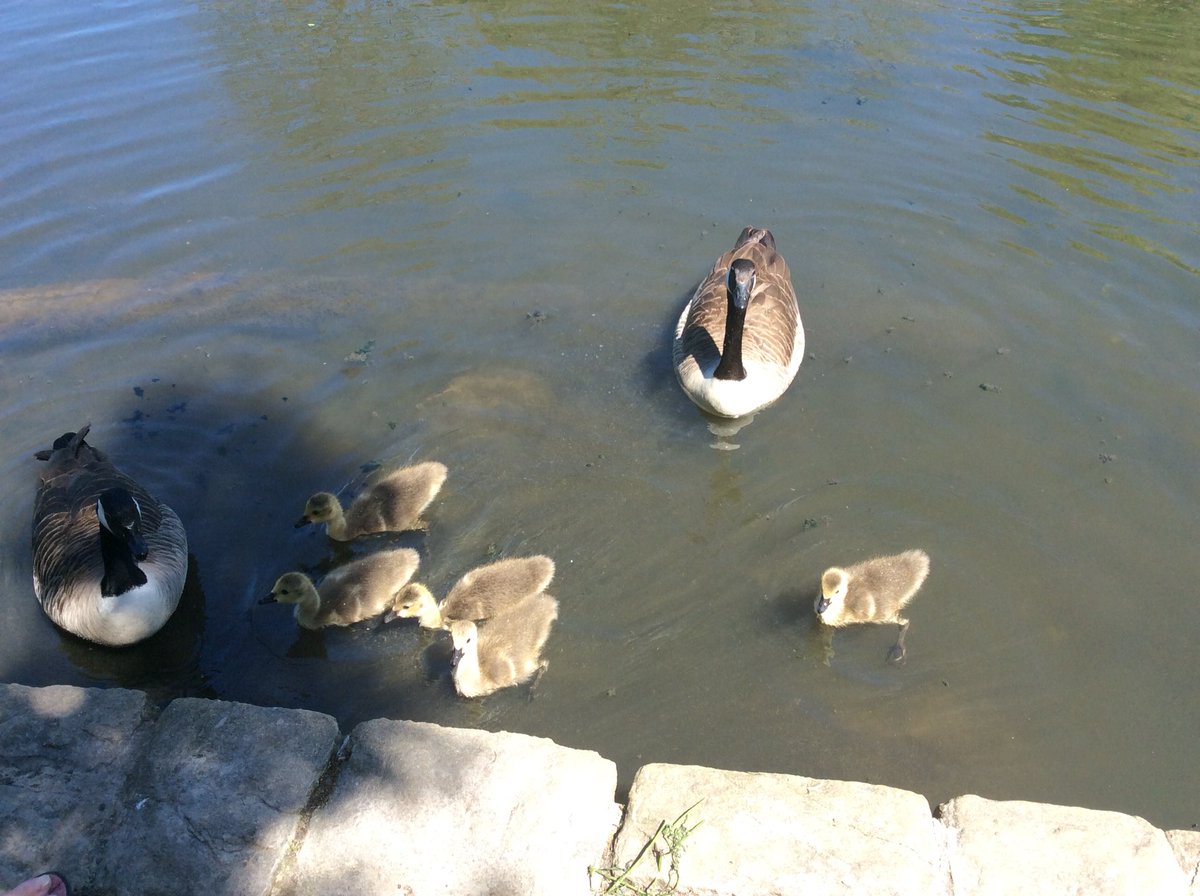 mcchtransitions's tweet photo. Today’s photography project baby birds https://t.co/V0zbRo9hte