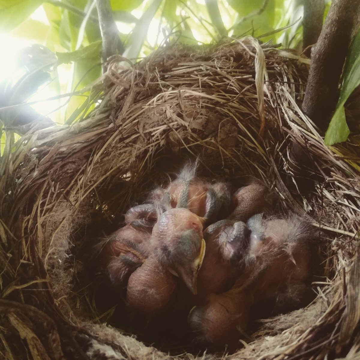 Crescono...
🐦 #animalshots #birdlife #birdlove #birdfeeder #toptags  #birdlover #birdwatch #birdwhisperer #birdworld #birdwatching  #loves_birds #bestnatureshot  #animazing_birds #allmightybirds #bird_lovers_daily  #bird_watchers #ig_birdlovers  #birdingphotography #birdsplanet