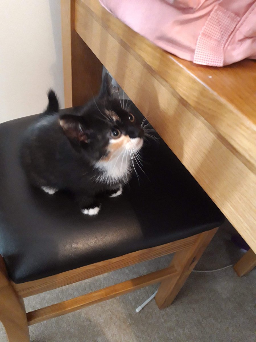 LobsterJo1's tweet photo. New fur niece!! Love her already. This is Sasha. #CatsofTwitter #CuteCats #fluffy #Kitten https://t.co/Mb9Pbr5NyM