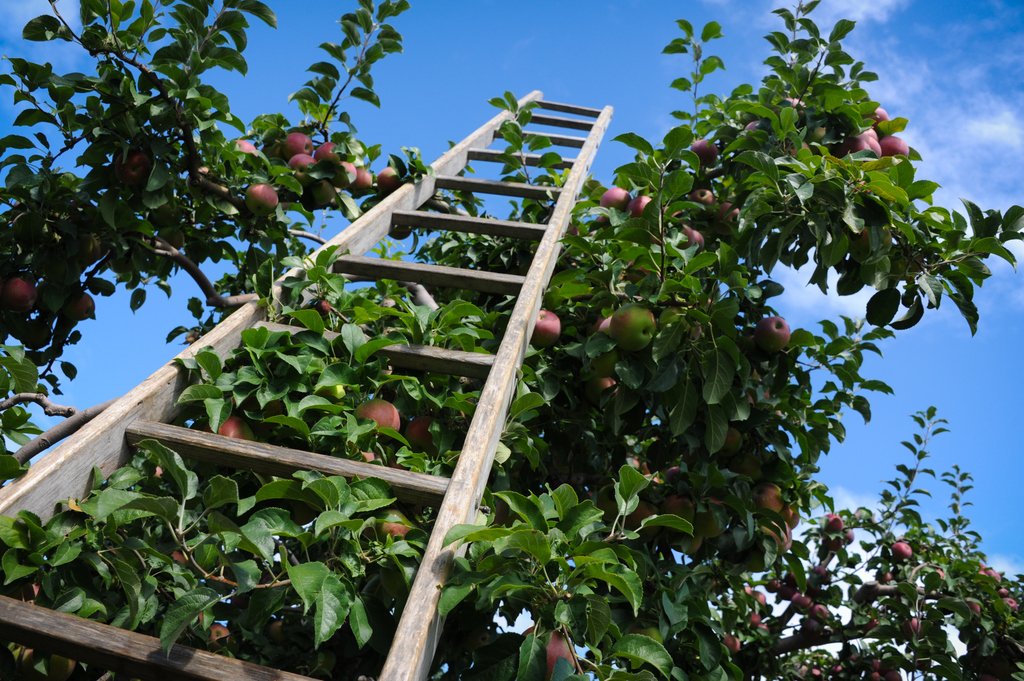 BadSeedCider's tweet photo. Time to climb the ladder into the week like it's #nobigthing.
#BadSeed
#Orchard
#FarmtoTable https://t.co/br80NFaZGB