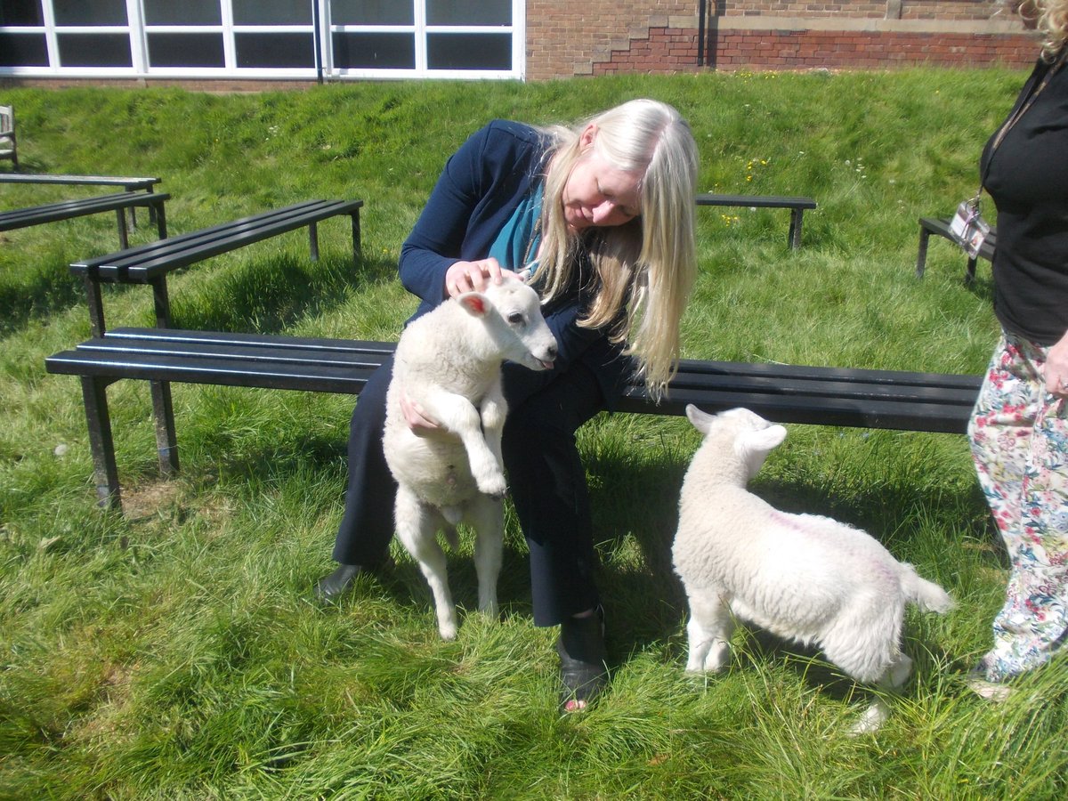 KingsmeadOnline's tweet image. Chill out time with the Kingsmead lambs for Year 11 students who have just sat their first exam.  #destress  #calminginfluence  #kingsmeadfarm #mentalhealthawarenessweek2019 #resilient #mindful