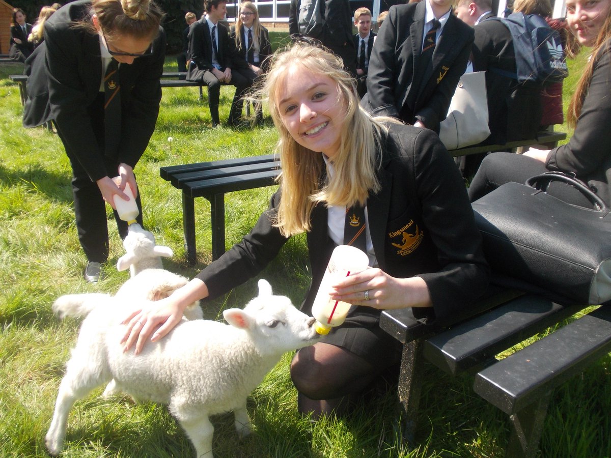KingsmeadOnline's tweet image. Chill out time with the Kingsmead lambs for Year 11 students who have just sat their first exam.  #destress  #calminginfluence  #kingsmeadfarm #mentalhealthawarenessweek2019 #resilient #mindful