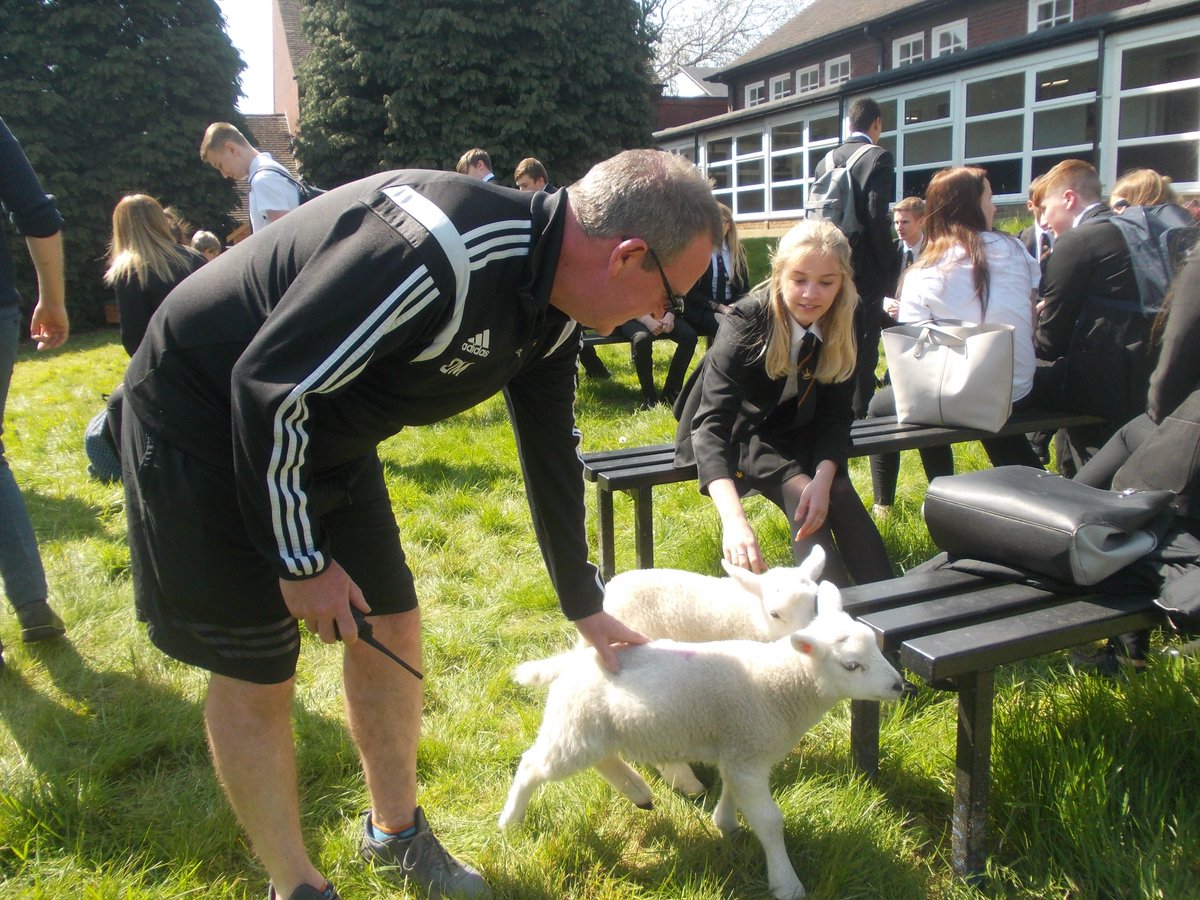 KingsmeadOnline's tweet image. Chill out time with the Kingsmead lambs for Year 11 students who have just sat their first exam.  #destress  #calminginfluence  #kingsmeadfarm #mentalhealthawarenessweek2019 #resilient #mindful