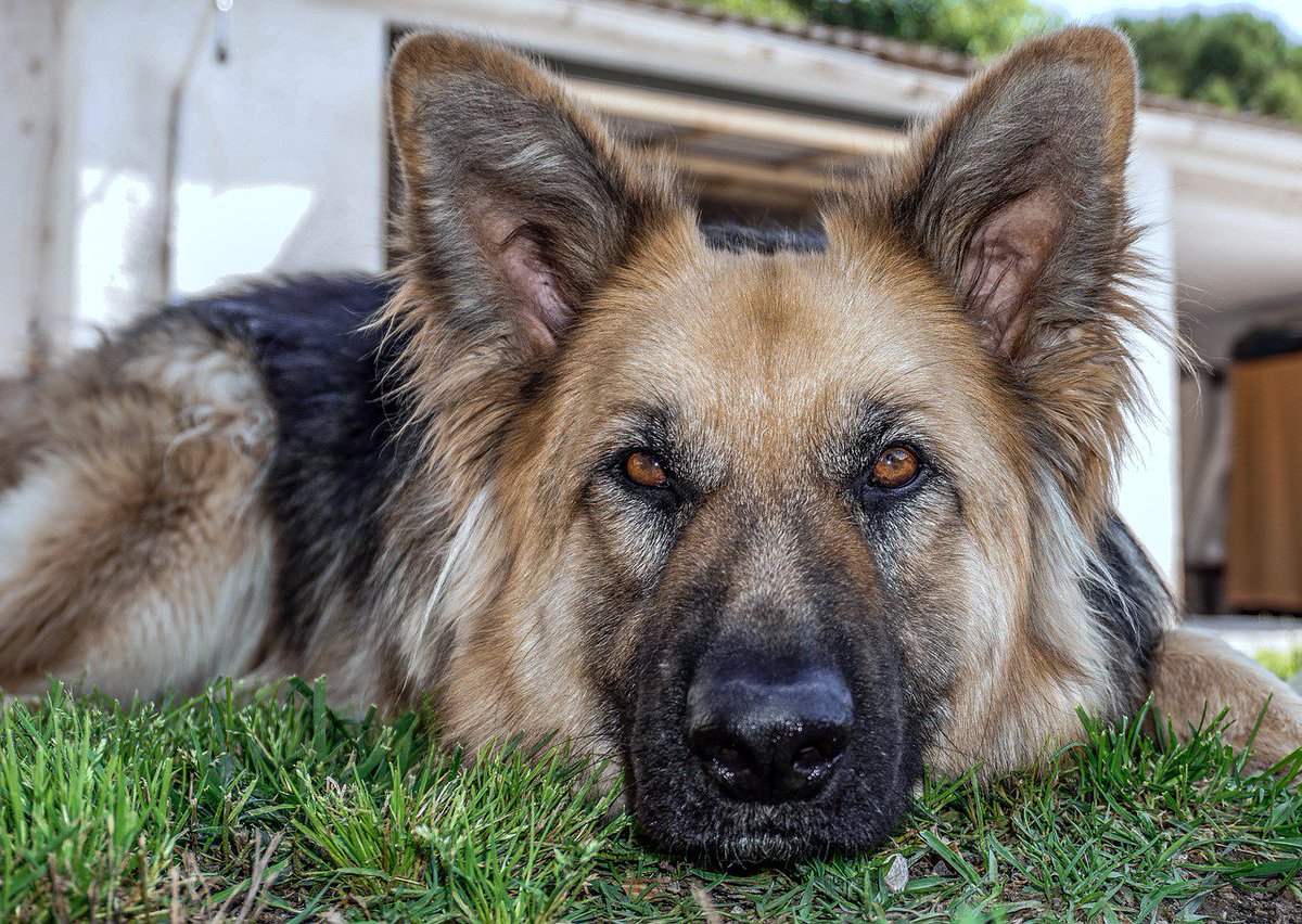 happydogisland's tweet photo. Soooooo much ❤️❤️❤️! Brave combat dog finds a home when he retires. https://t.co/08ELed03dK #rescuedog #combatdog #wardog #dogswithjobs #lovedogs https://t.co/sMYpaYt5K2