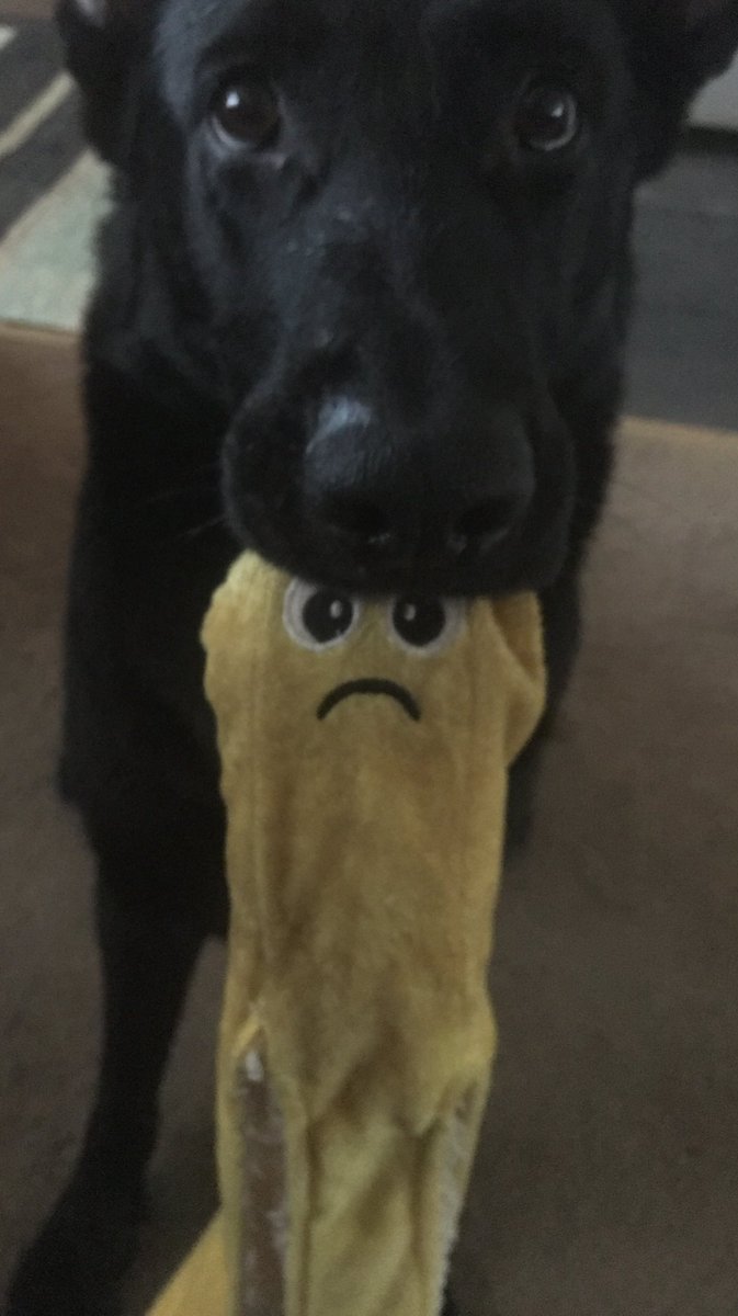 Leistunghund's tweet photo. I feel just like her banana...😝🤣😝

#makeitstopraining https://t.co/UAAQjztr1W