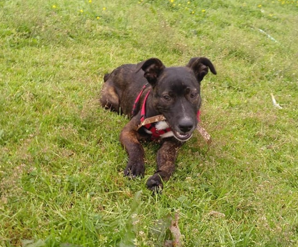 Soy Gas, el pitbulero más pequeño que hay por aquí. Soy un cruce de Boxer y busco a mi familia definitiva. ¿Quieres ser tú? Manda un correo a adoptasospitbull@gmail.com y si no, difúndeme para ver si aparece 😊
#adopta