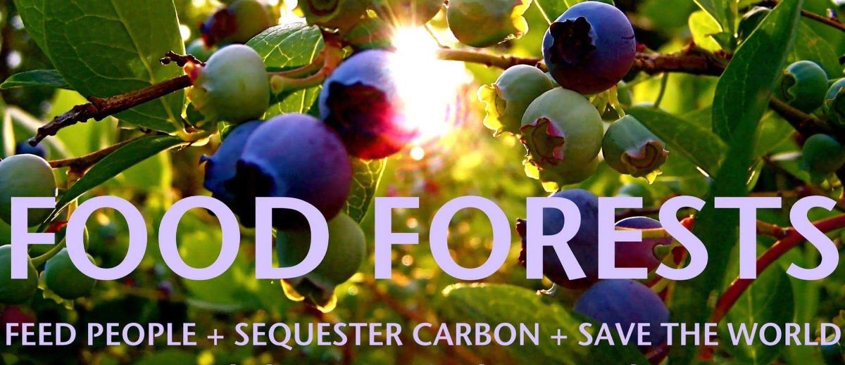 Winslow_FF's tweet photo. Food Forest Workparty Saturday May 18th! - https://t.co/3l0r1Z8aIi https://t.co/0ojSkylLBY