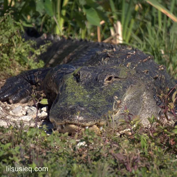 Lake Apopka Wildlife Drive. #lilsuiseq #myfloridalife #myfloridaphotos #myflorida #lakeapopkawildlifedrive #wildflorida #wild_florida #florida #susie  #ilovephotography #hiking #hikingflorida #floridatrails #lawd #alligator #american_alligator #florida_alligator #floridawildlife