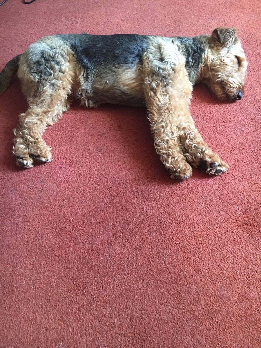 sunnyairedale's tweet photo. Being 2 today is exhausting 💤💤💤❤️ https://t.co/a1KOvTY2Yh