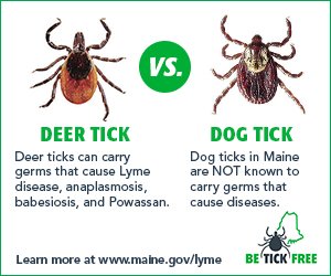 MEPublicHealth's tweet image. Can you tell the difference between a dog tick and a deer tick? #LDAM #TickAware #TickAlert