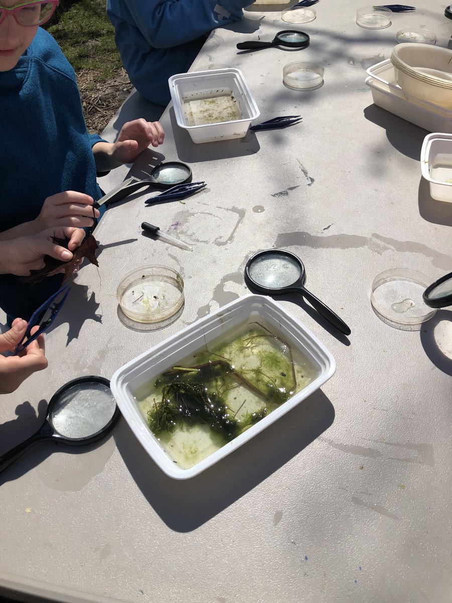 mrsbrennanOR's tweet photo. Studying what lives in Lake Katherine on this sunny day. #sciencerocks #ORMustangs https://t.co/mGbvrIHV3y