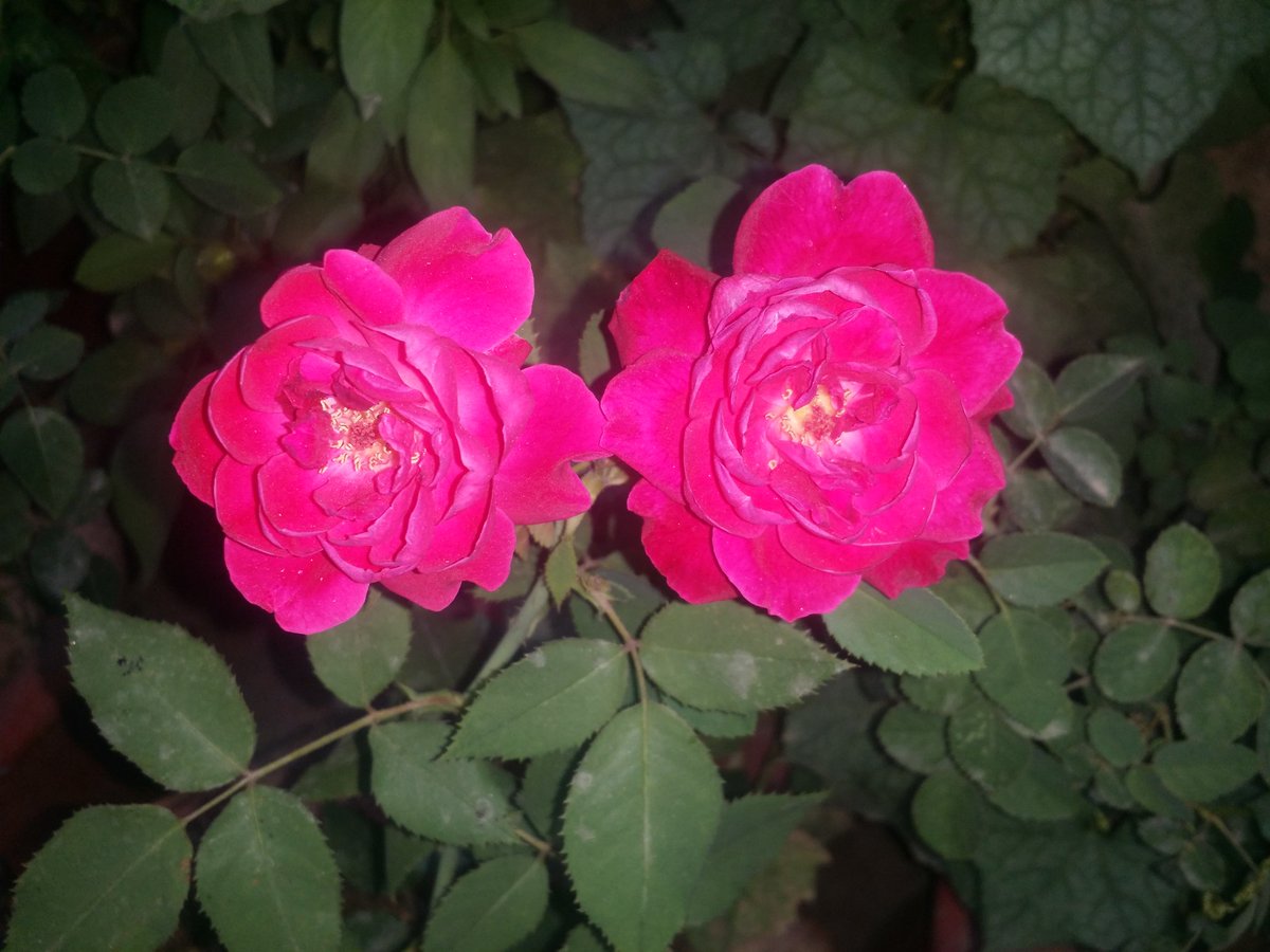 this is what I found in my mini garden today! :)