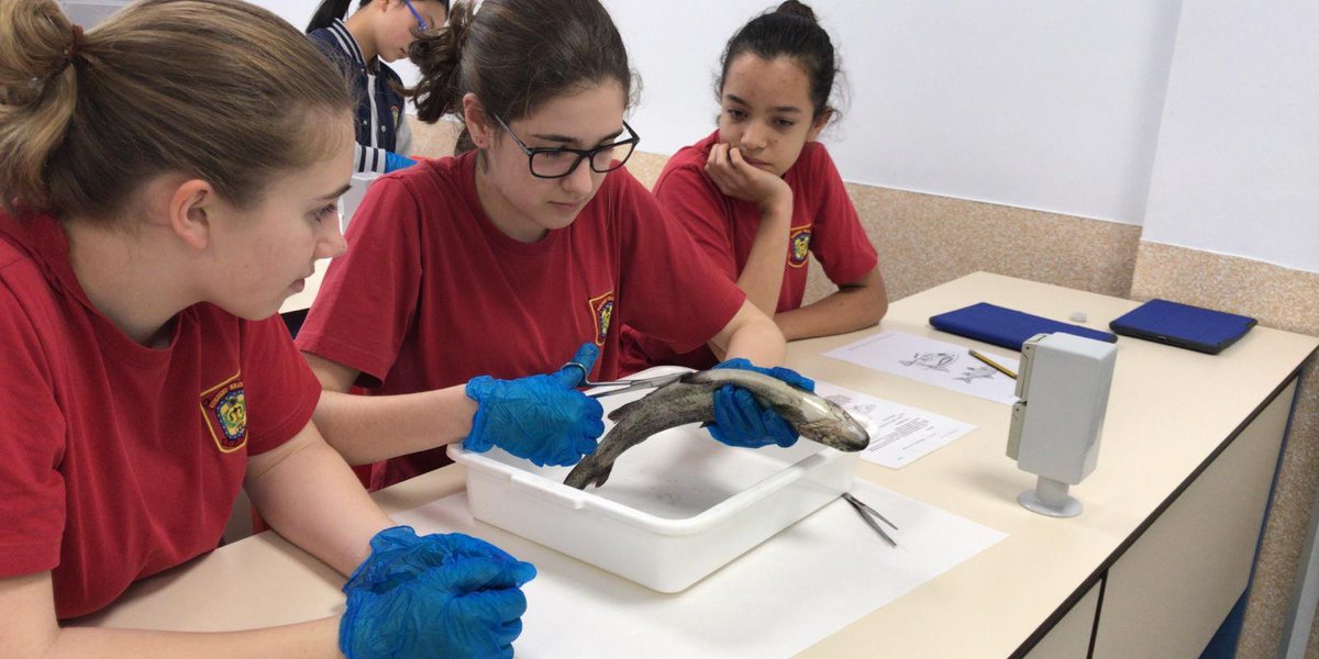 Colegio_Brains's tweet photo. At Brains La Moraleja, our Secondary Year 1 students learn the anatomy of trout from the inside and outside in the laboratory. They are so slippery! 😋 https://t.co/q12M44R2AP