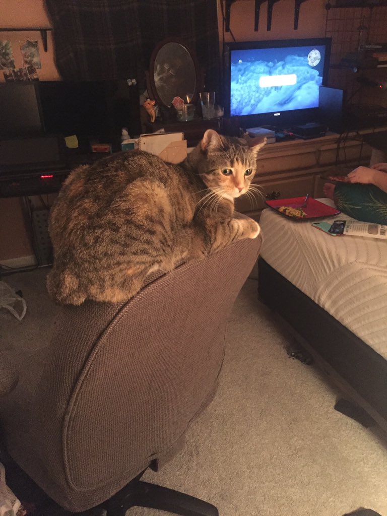 LaudyLoudy's tweet photo. She’s my unofficial headrest #Leonathecat https://t.co/mpyAnY1lVF