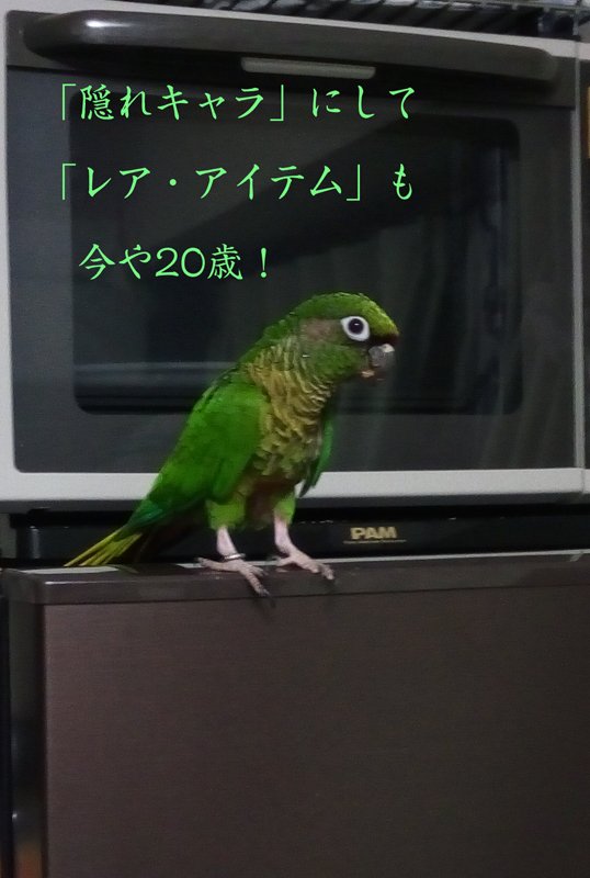 ウロコメキシコインコ