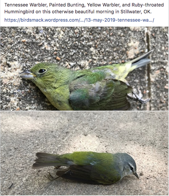 Seiurus's tweet image. Four new casualties on campus at #OKState this morning. birdsmack.wordpress.com/2019/05/13/13-…

#DeadBirds #WindowCollision #PaintedBunting #TennesseeWarbler