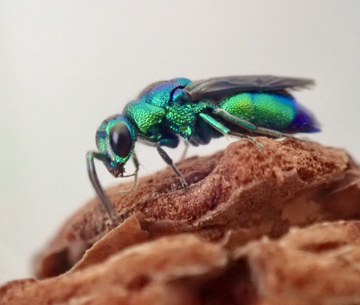 5月13日の朝、クロバネセイボウさんが息を引き取りました。 採集から7