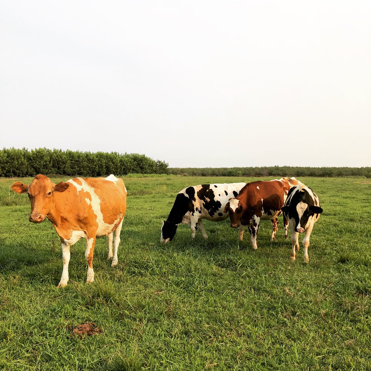 Our cows are loving the spring grass, it’s Black Butte Reserve season