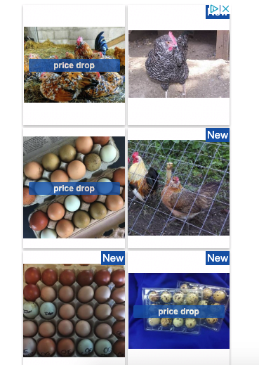 RightSandy's tweet photo. Me: "Son, were you using my computer today?"
Son: "No, why?"
Me: "What is that project at zoo you're working on"
Son: "Bantam Chicken habitat"
Me: "Look at this RANDOM ad"
Son: "That was yesterday" #GoogleTracking https://t.co/kdZPyGVJzw