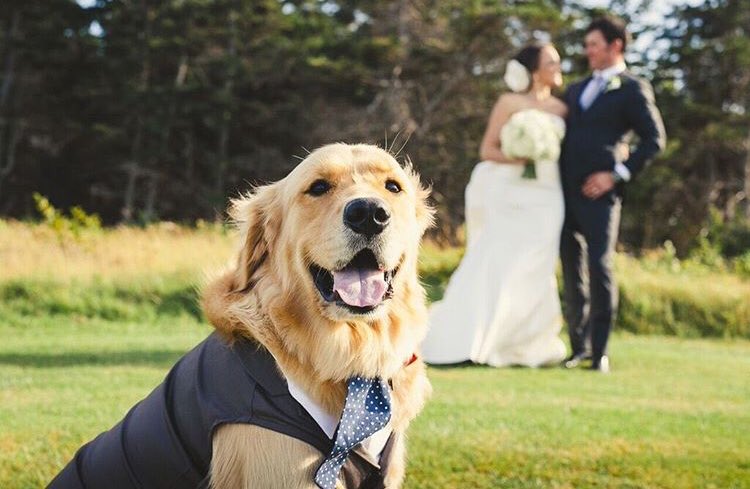 EPEastCoast's tweet photo. Bronco was one of the most handsome groomsmen we’ve ever seen! #doglovers https://t.co/dMTC19Y1dQ