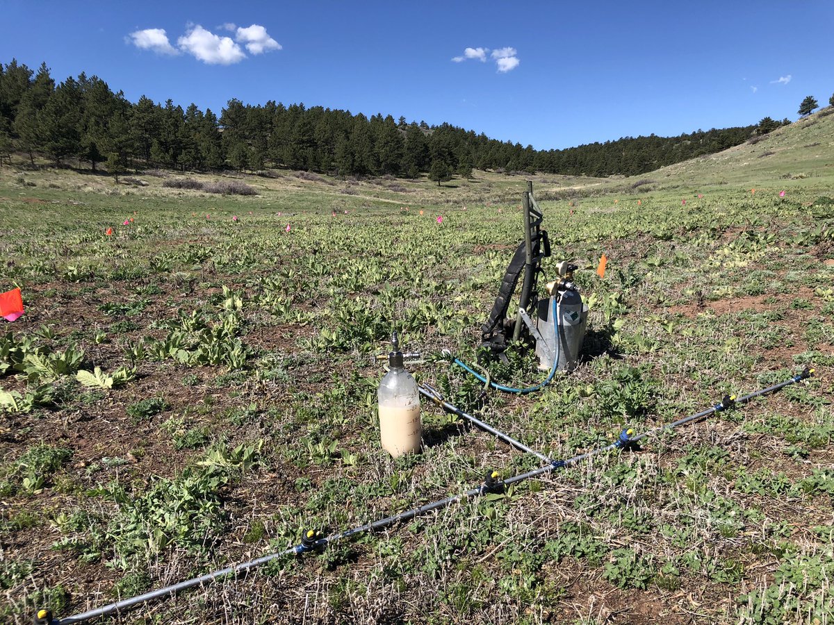 ShannonLClark's tweet photo. When you calibrate the backpack sprayer to 20 GPA on the first try on a Monday morning... #commonmullein #plotwork #weedscience https://t.co/NiObR2SjPh