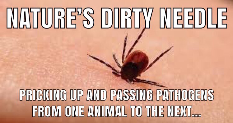 LymeNotesTweets's tweet image. #LymeDiseaseAwarenessMonth2019