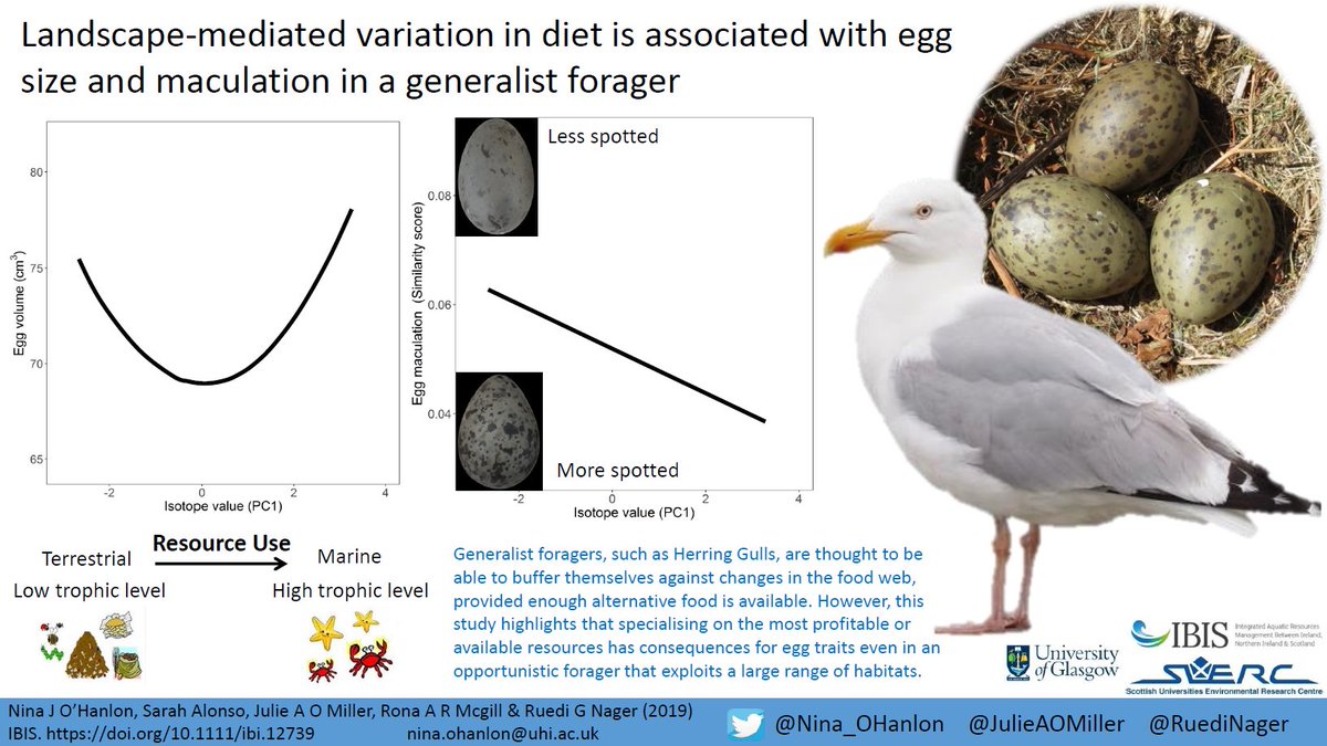 Nina_OHanlon's tweet image. Our new paper on Herring Gull egg traits &amp;amp; resource use is now available as an accepted article in @IBIS_journal  
onlinelibrary.wiley.com/doi/10.1111/ib…
@RuediNager @JulieAOMiller @GlasgowSeabirds 
#ornithology #seabirds #TeamGull