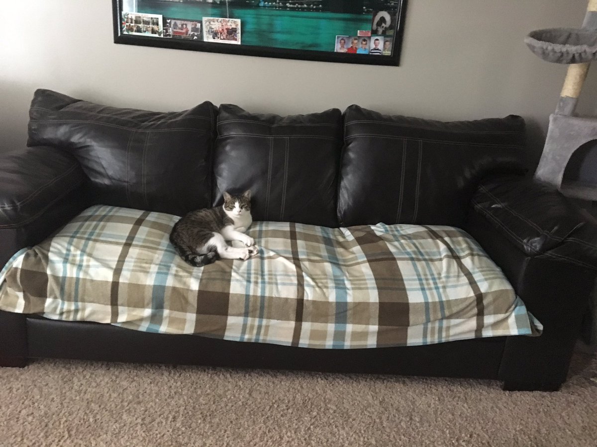 FelineWillFeral's tweet photo. This couch just isn’t big enough for me! 😾I’m gonna have to speak to toy human about this.
#TiredOfBeingCramped 
#CantGetComfortable 
#HowsABoySupposedToSleep https://t.co/unqjznzPQ8