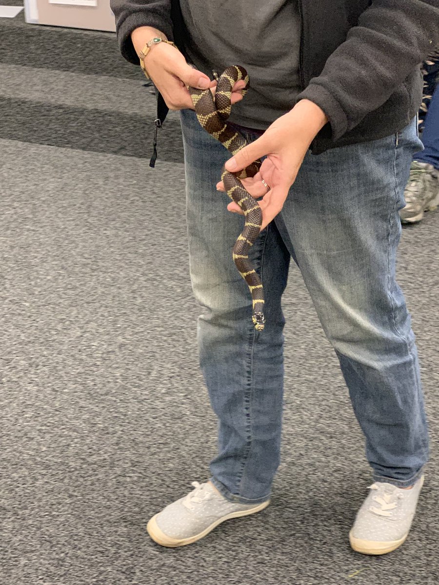 Haweselementary's tweet photo. The environmental nature center brought some friends to meet our first graders! #kingsnake #biodiversity #ptafunded #enrichment #behawesome #hawesnation https://t.co/HY9nxQjEnF