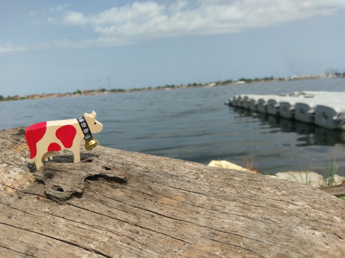 J'ai la chance de rencontrer <a href="/HappyLilly_/">Happy Lilly</a> . Elle est arrivée de #Suisse pour #Abidjan. Aujourd'hui, elle va découvrir la lagune ébrié. Disons #AkwabaHappyLilly #DeLaSuisseABabi #SwitzerlandToAbidjan  #Kpakpatoya <a href="/cyriacgbogou/">Cyriac G. Gbogou (Cyryky)</a> <a href="/Evrard_Aka/">Evrard Aka</a> <a href="/stephkra/">Kr@t®$⚡</a> <a href="/HelloAfrika/">Hello Afrika</a> <a href="/IsraelGuebo/">Israël Guébo</a>