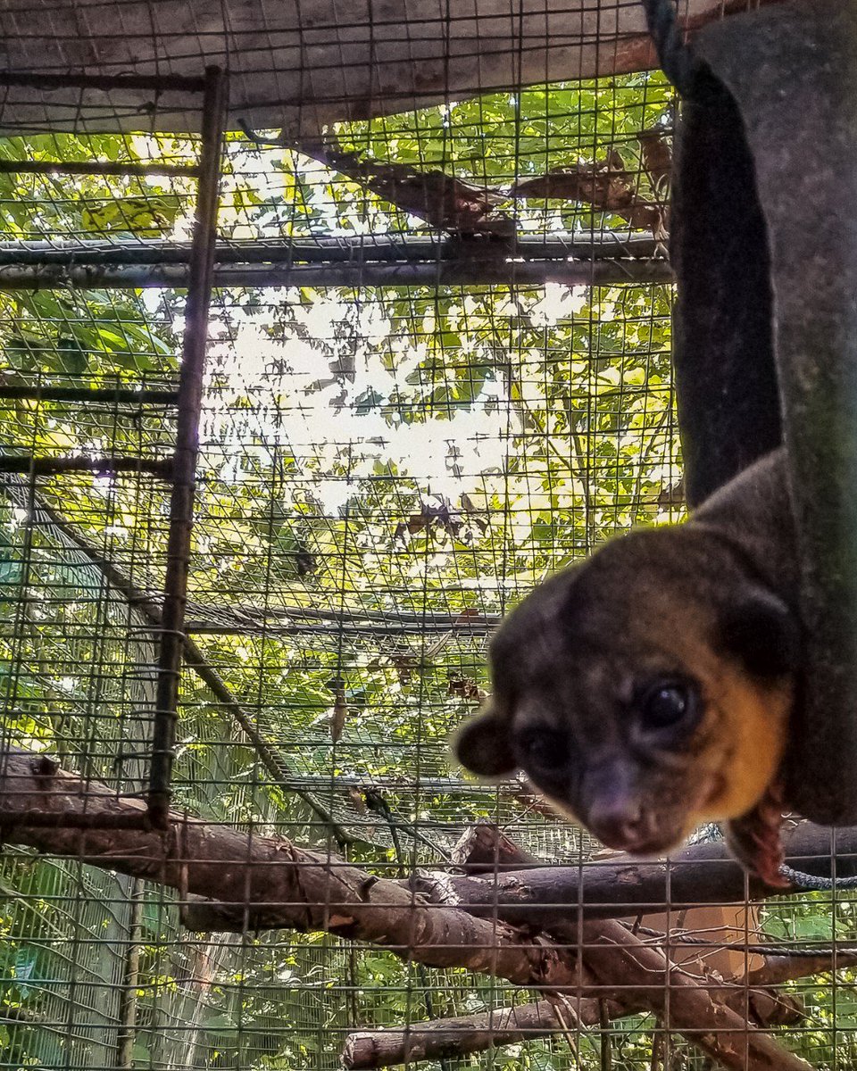 bobbieplaisted's tweet photo. Amazoonica- kinkajou
#kinkajou #kinkajous #volunteerabroad #travelabroad #sanctuarylife #wildlifesancutary https://t.co/RR6ngx5Xap