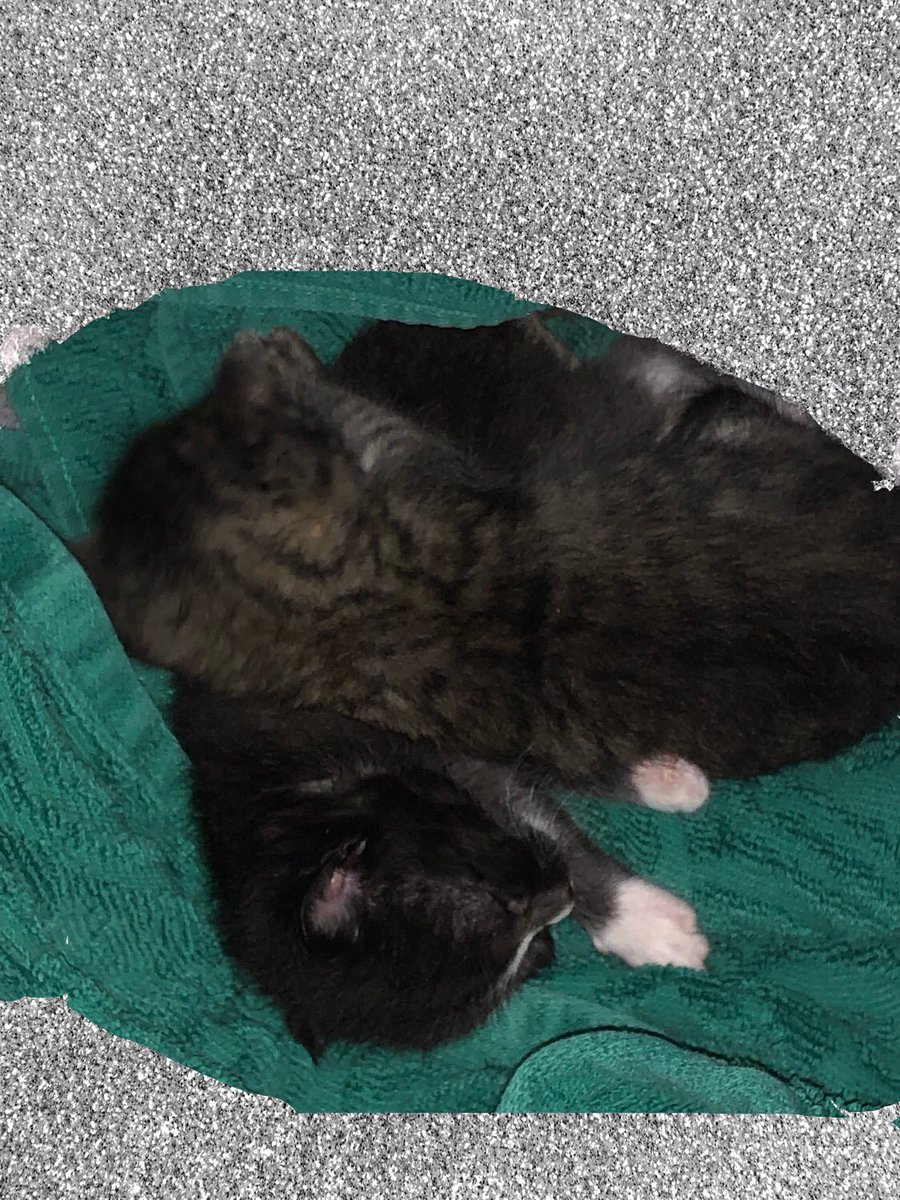 NicoleFlockton's tweet photo. @Kassiesyaya @mamaque4 @UcncallmeJules @KateSeaner @Pellington21 @tara_woolfolk @CaseyB_8 @marvdory123 @highlandgirl65 @silentmoviegirl @niewold_monique #GlitterKittens #GlitterMonday #EverythingIsBetterWithGlitter #GlitterSisters #CyberGlitterNoMess https://t.co/k2zAM8MoMo