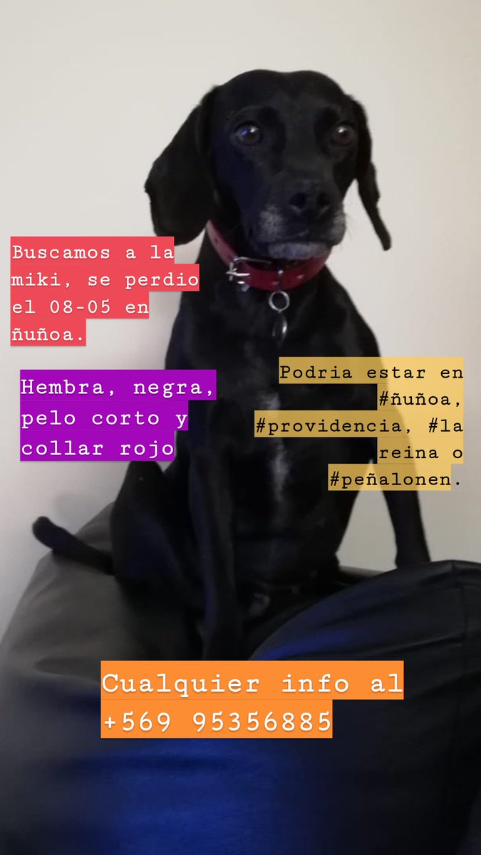 JustAKro's tweet photo. Seguimos buscando a la miki, se perdió en ñuñoa cerca de metro Simón Bolivar el 08-05, se cree que fue vista en el alto peñalolen el 10-05. Cualquier info se agradece. https://t.co/y5I9pX86fZ
