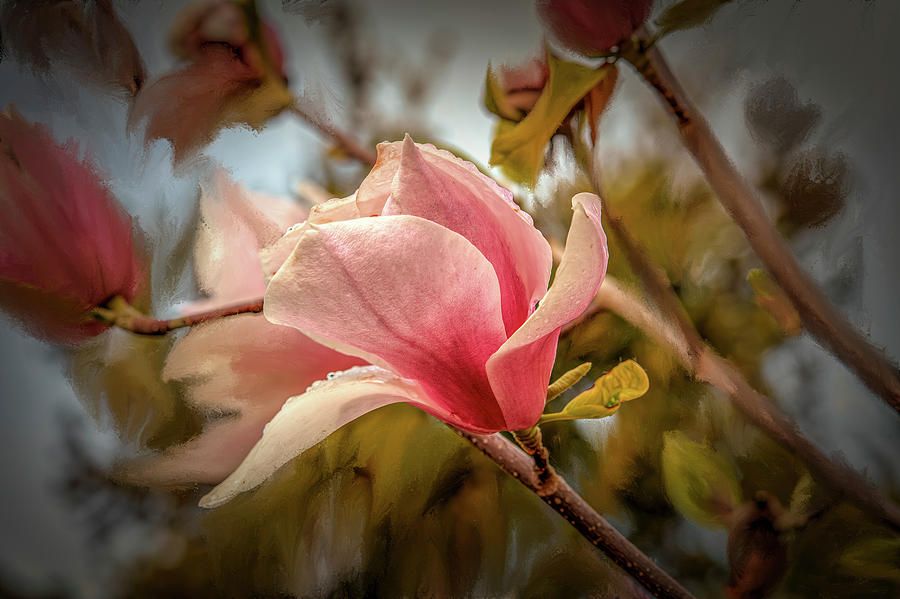 Magnolia Light #i7 by Leif Sohlman <a href="/zzqqzzq/">leif sohlman</a>  buff.ly/2Hh5S4L