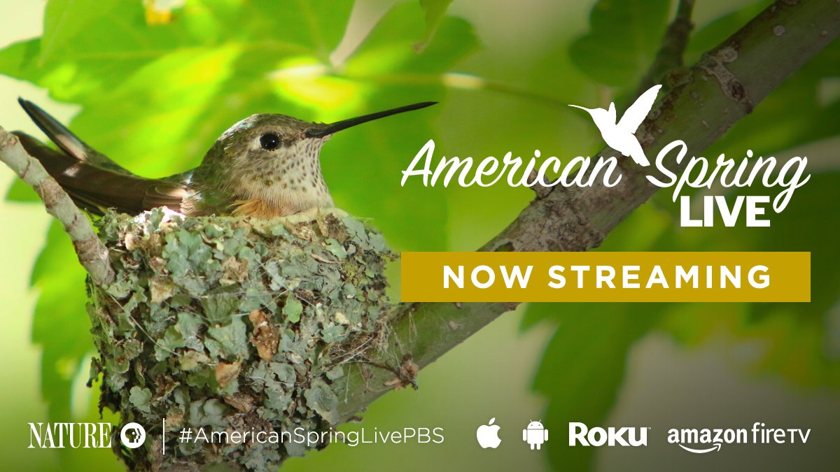 PBSNature's tweet photo. Stream all three episodes of #AmericanSpringLivePBS here: https://t.co/K0vKpns1DZ https://t.co/JkXJwup0RS