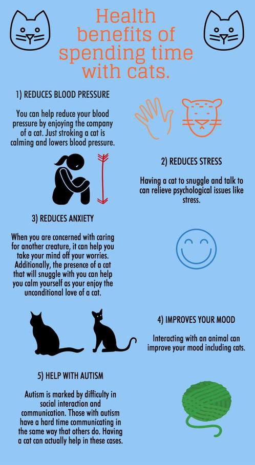 Is Owning a Cat Good for Your Health?