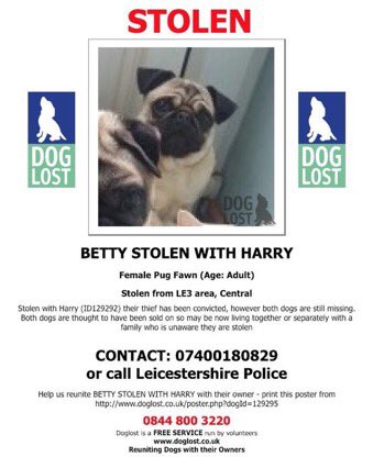 Dr_Dan_1's tweet photo. This is Betty &amp; Harry. They were stolen in April 2018. The thief pleaded guilty and was fined £200 compensation + costs. BOTH DOGS ARE STILL MISSING!?! If you want sentences that fit the crime, please SIGN &amp; RT my #PetTheftReform petition 🐾 @rickygervais https://t.co/dcSdis0R3r https://t.co/bMwPVqXGIO