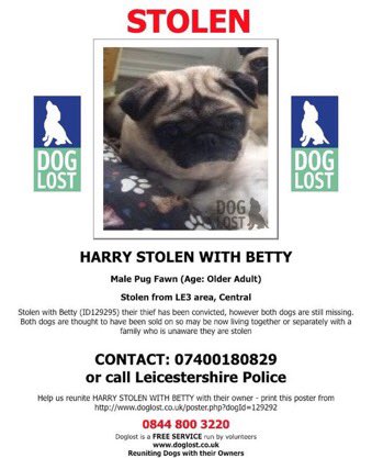 Dr_Dan_1's tweet photo. This is Betty &amp; Harry. They were stolen in April 2018. The thief pleaded guilty and was fined £200 compensation + costs. BOTH DOGS ARE STILL MISSING!?! If you want sentences that fit the crime, please SIGN &amp; RT my #PetTheftReform petition 🐾 @rickygervais https://t.co/dcSdis0R3r https://t.co/bMwPVqXGIO