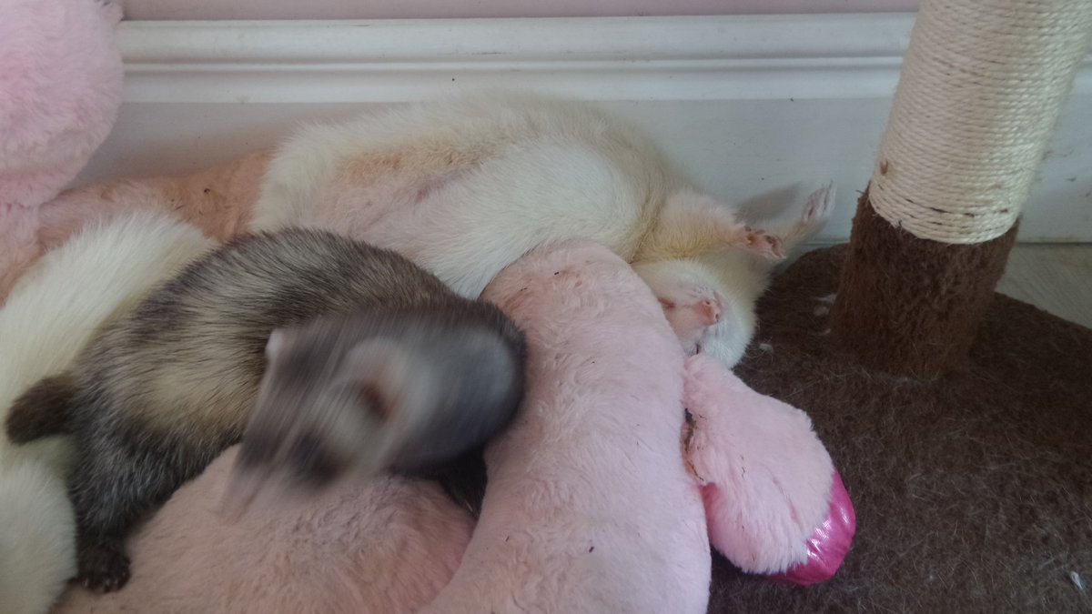Jelly Ferret (JellyFerret@eldritch.cafe) tweet media