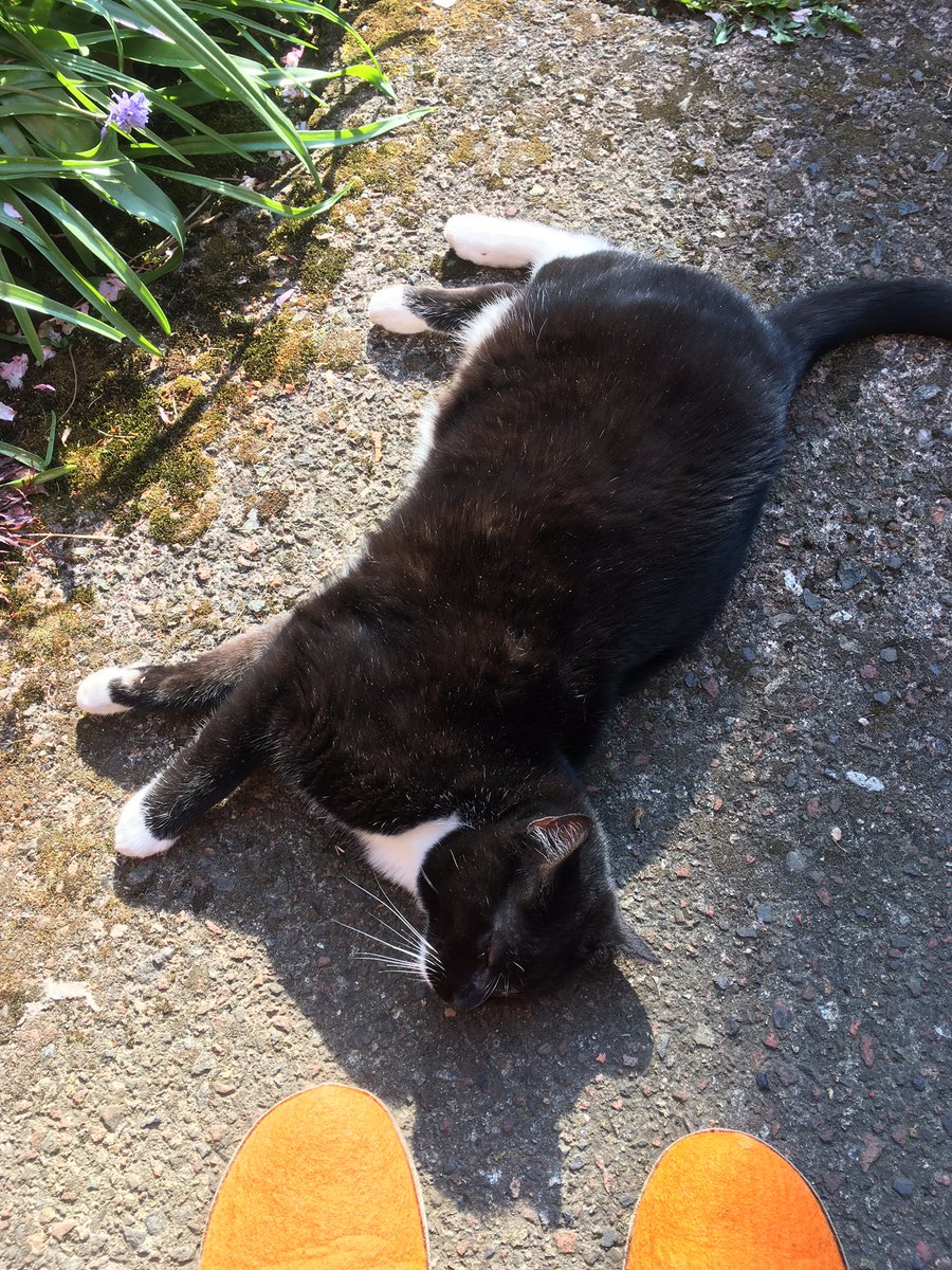#notmycat #offhisheadoncatmint 
#sittingonthedoorstep 
#afternoonsunshine
#orangeslippers
