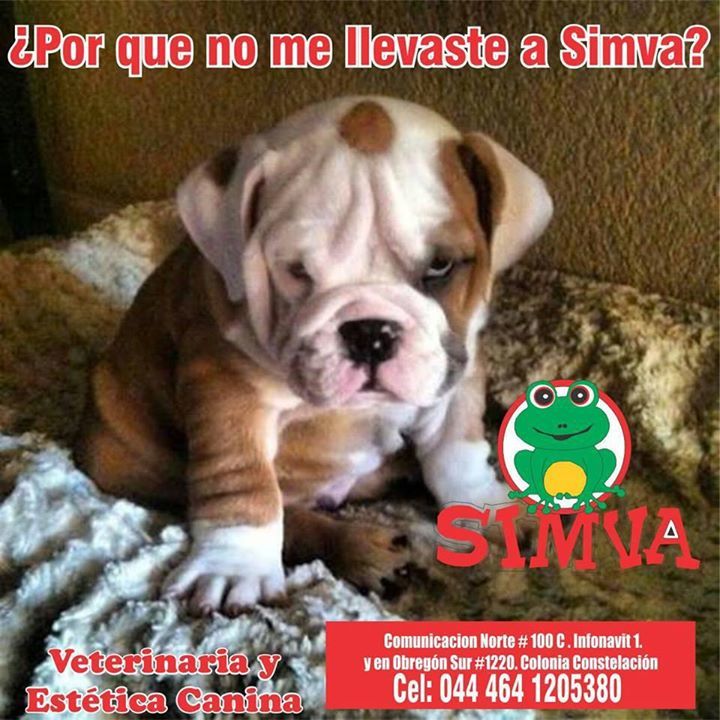 simvaveterinari's tweet photo. ¿Por que no me llevaste a #SimvaVeterinaria?. Contáctanos para una cita al 464 1205380 https://t.co/UH7dlqaly1