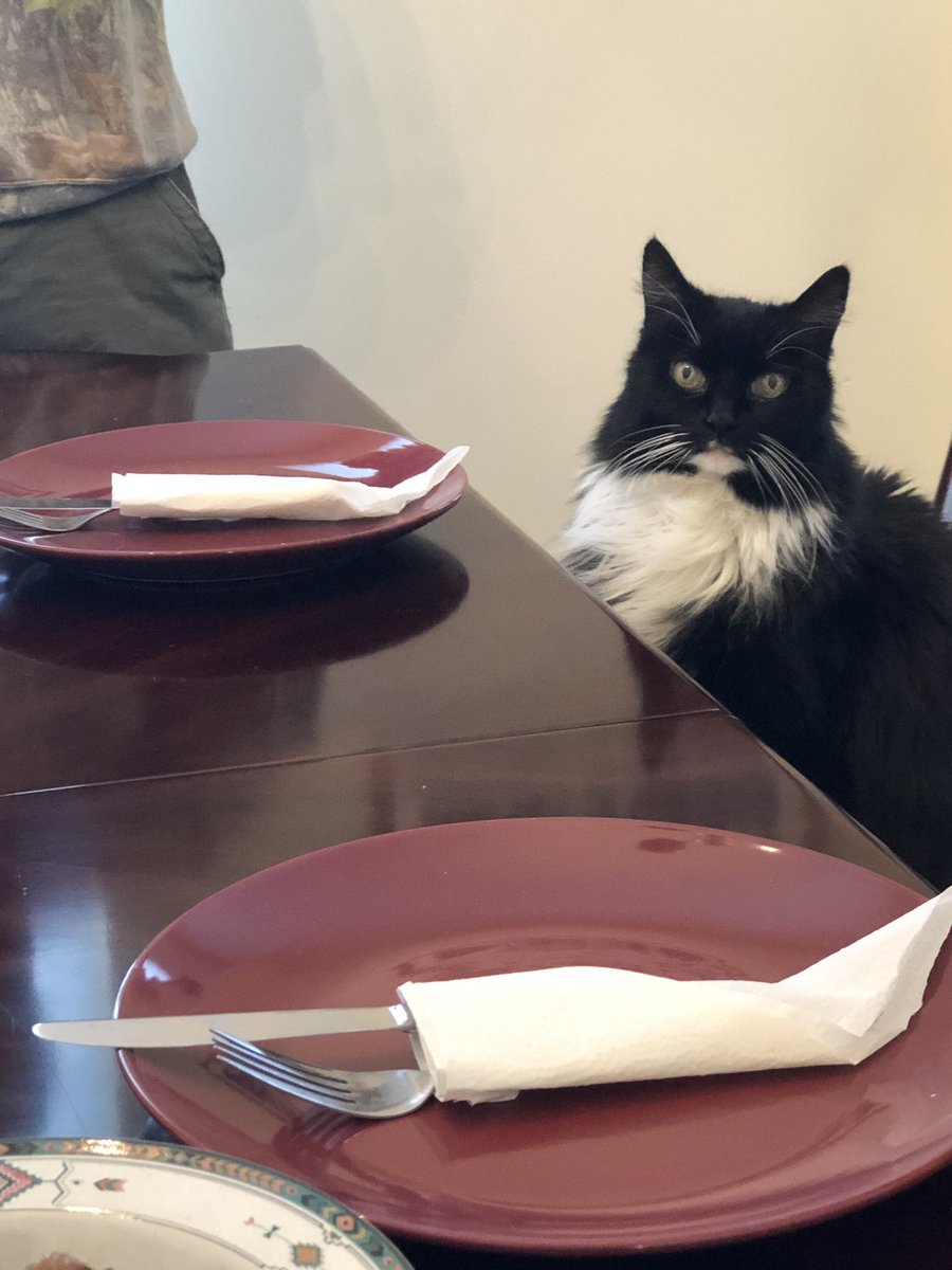 mariamadedis's tweet photo. MOO THE CAT!!! She even joins you for dinner at the table. #perfectsidekick https://t.co/647q7W78ri