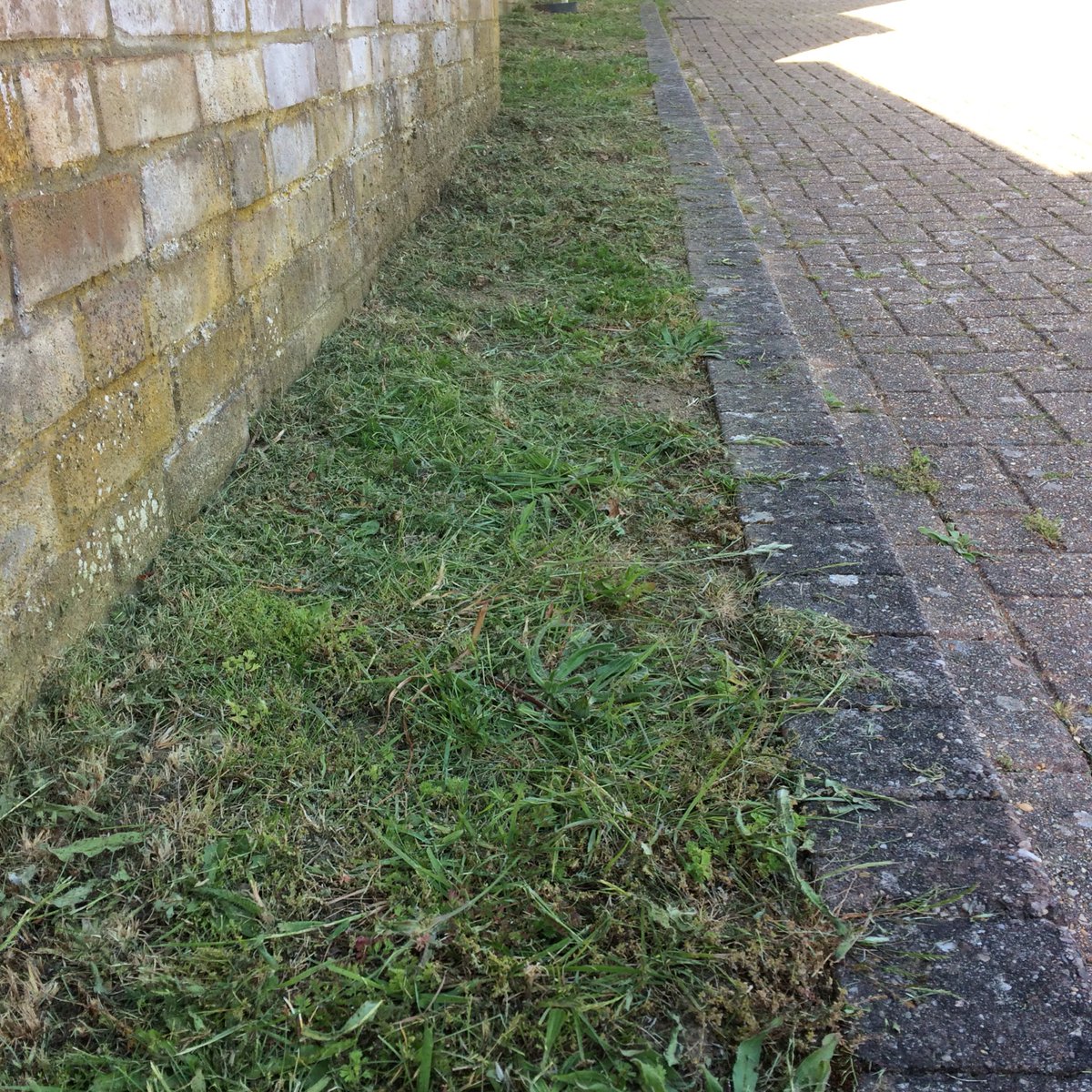 24 hours ago this tiny strip was full of Ox eye, Vetch, St Johns Wort, Lady’s Bedstraw, grasshopper nymphs and more. I guess twas too untidy. Scale this up to UK level and its one reason for wildlife decline. #greenspaces #wildlifegardening #insectdecline @LGSpace #biodiversity