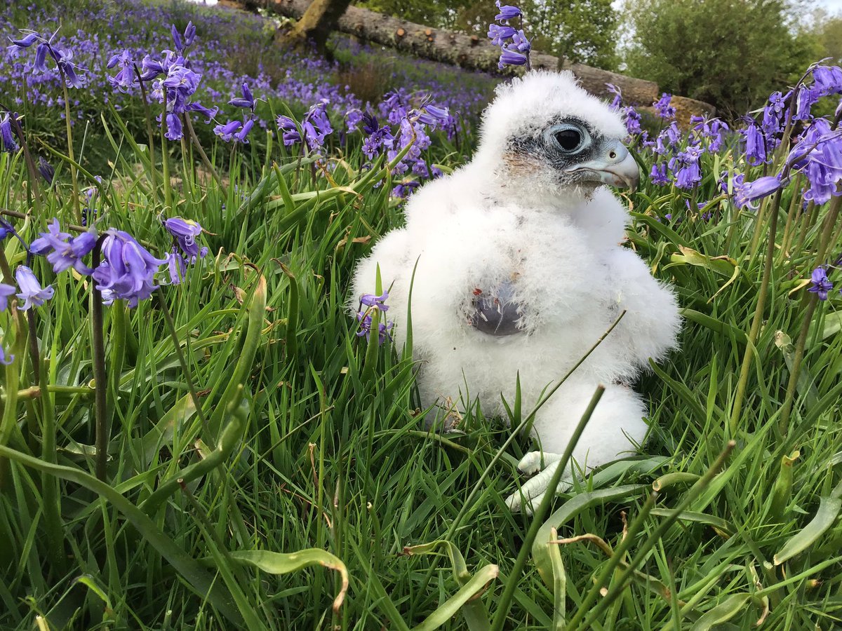 Kintailbop's tweet photo. Three week old Peregrine Falcon enjoying the sunshine and learning to explore.  #argyll #myargyll #lochawe #eredinevillage #eredine #lochawefalconry #falconrylochawe #inveraray #southlochaweside https://t.co/o1Sr51SMeZ