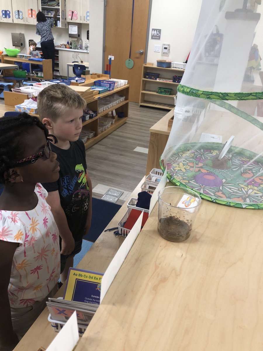 Ms Kosa’s class is keeping a close eye on our butterflies as they’re coming out of their chrysalides!