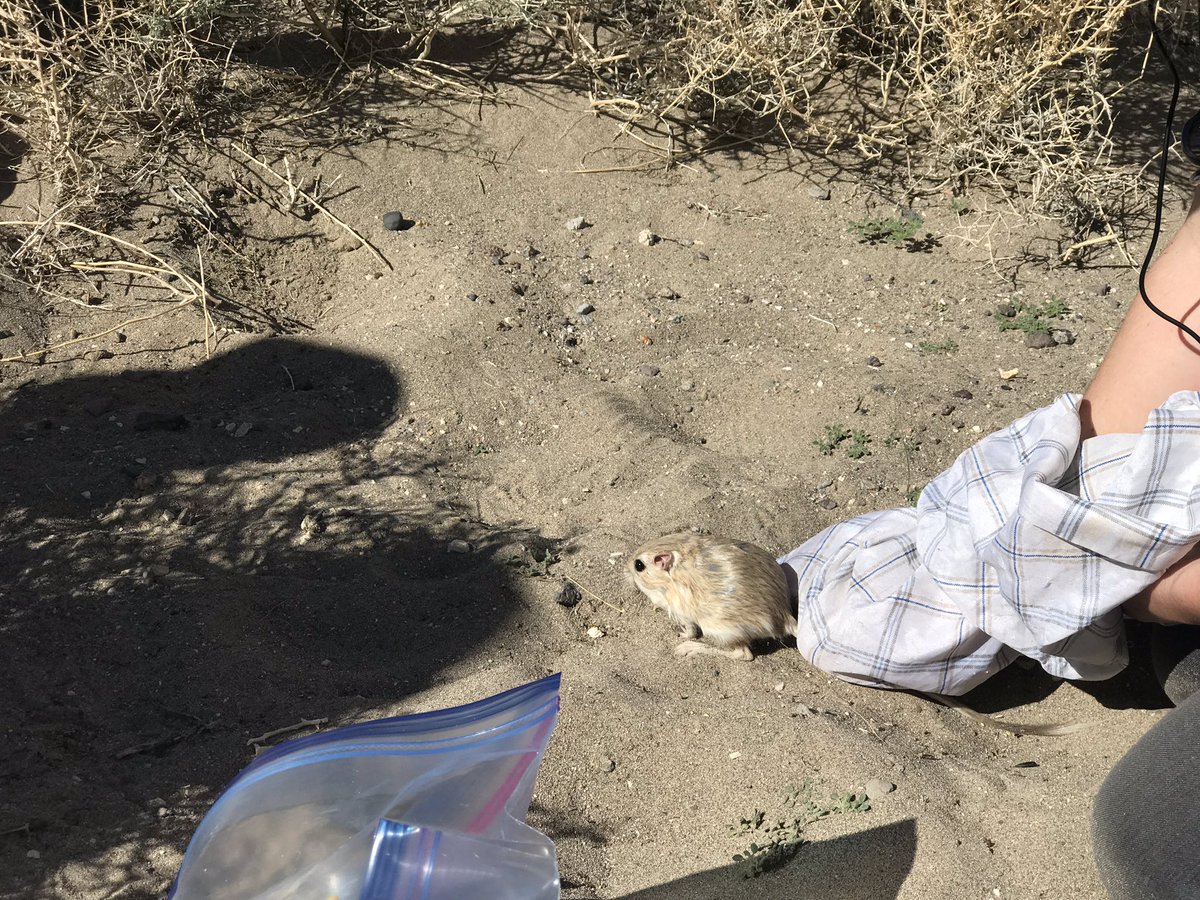 GeomorphYuggs's tweet photo. Not in Germany anymore #NARLEE #kangaroorats #landscapeandbiologicalevolution https://t.co/eg9ZKSaBQP