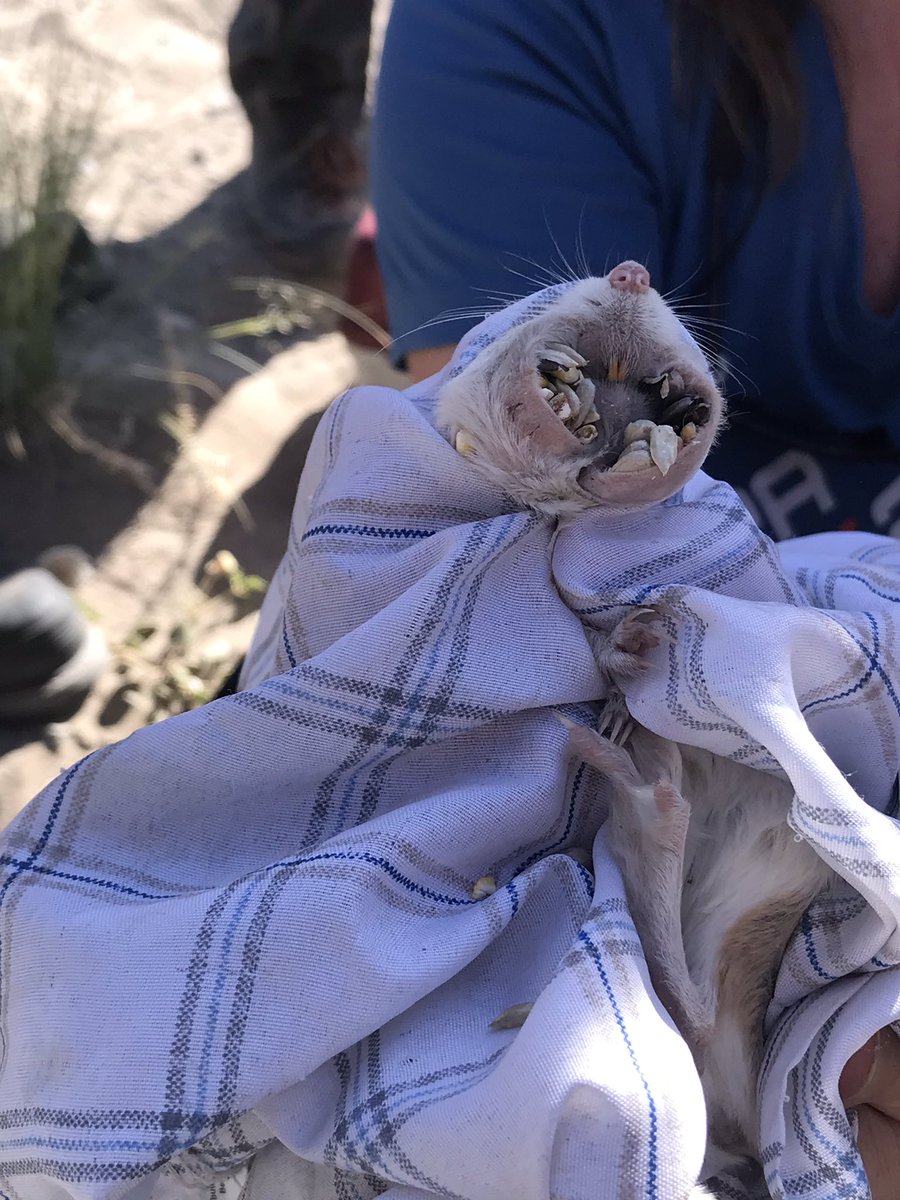 GeomorphYuggs's tweet photo. Not in Germany anymore #NARLEE #kangaroorats #landscapeandbiologicalevolution https://t.co/eg9ZKSaBQP