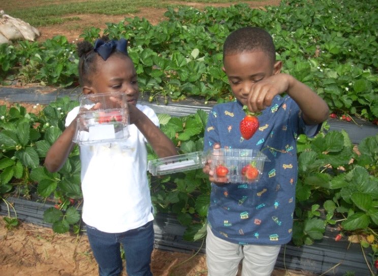 Ms Kosa’s class had a fun time strawberry-picking on our field trip to Springs Farm last week!