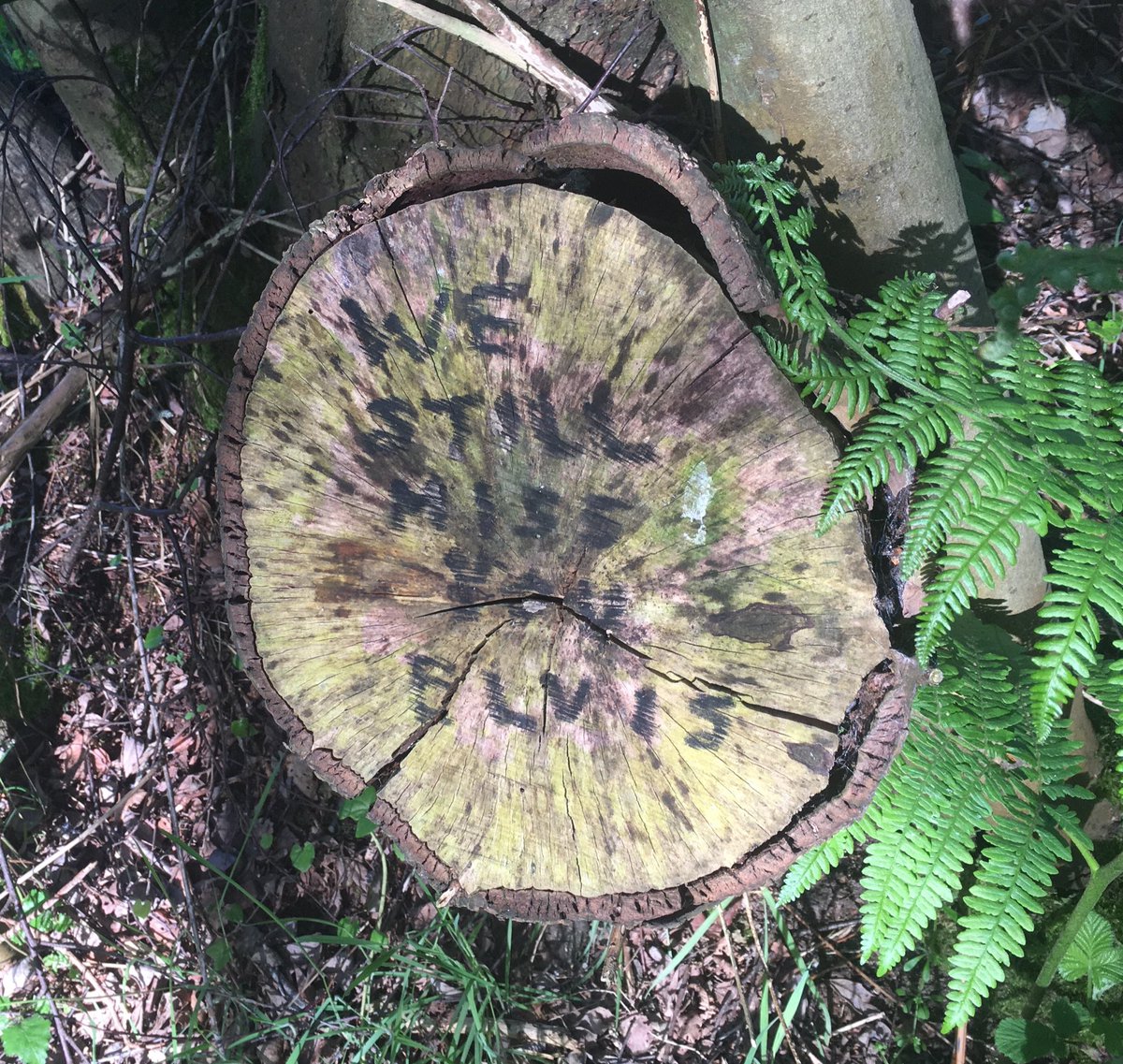 clarebest1's tweet photo. Writing seen on my daily walk across #TunstallForest https://t.co/qdXHjbGXe6
